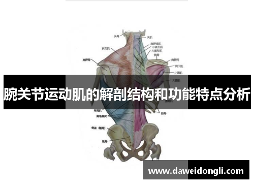 腕关节运动肌的解剖结构和功能特点分析